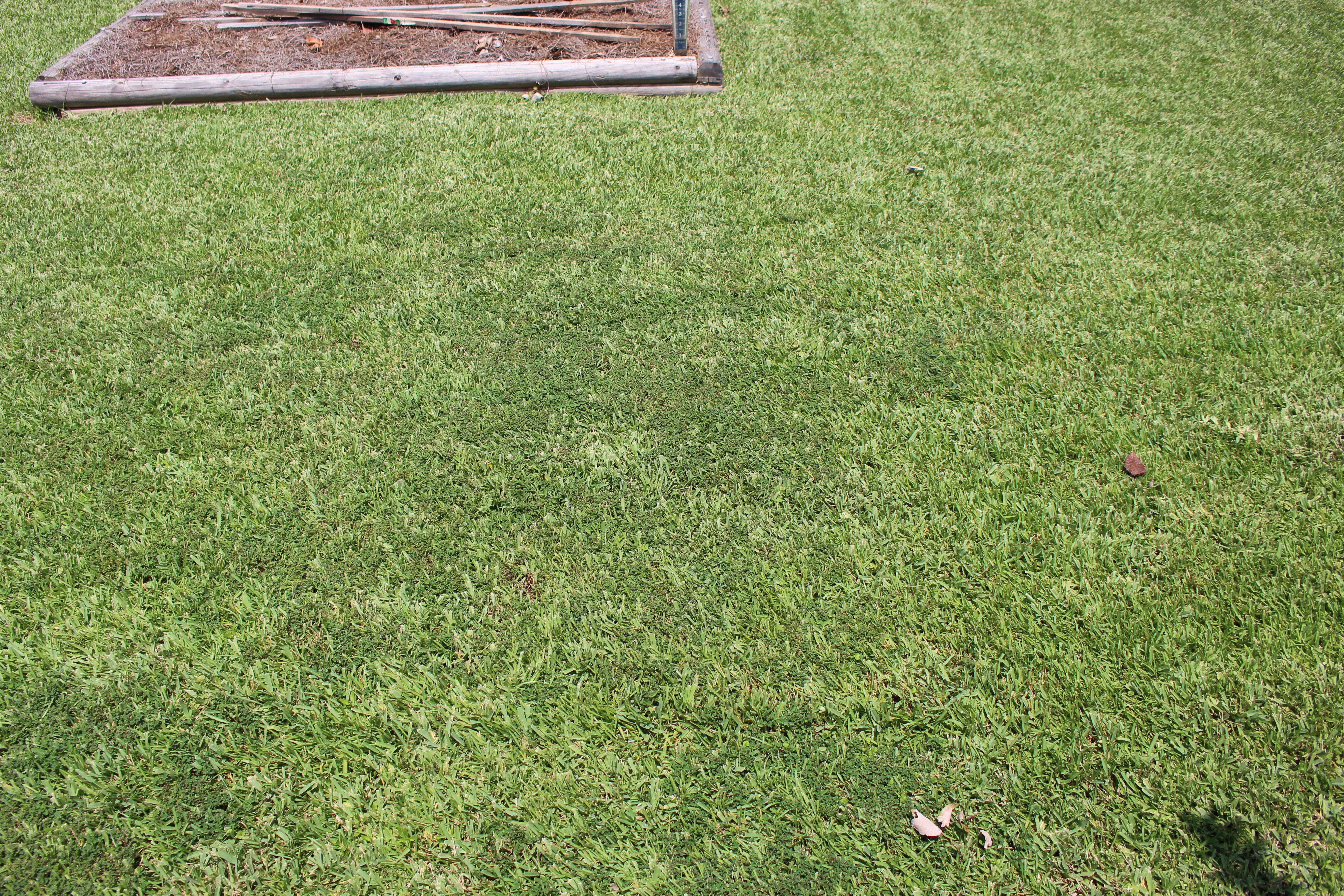 Picture of lawn with common lespedeza weeds.
