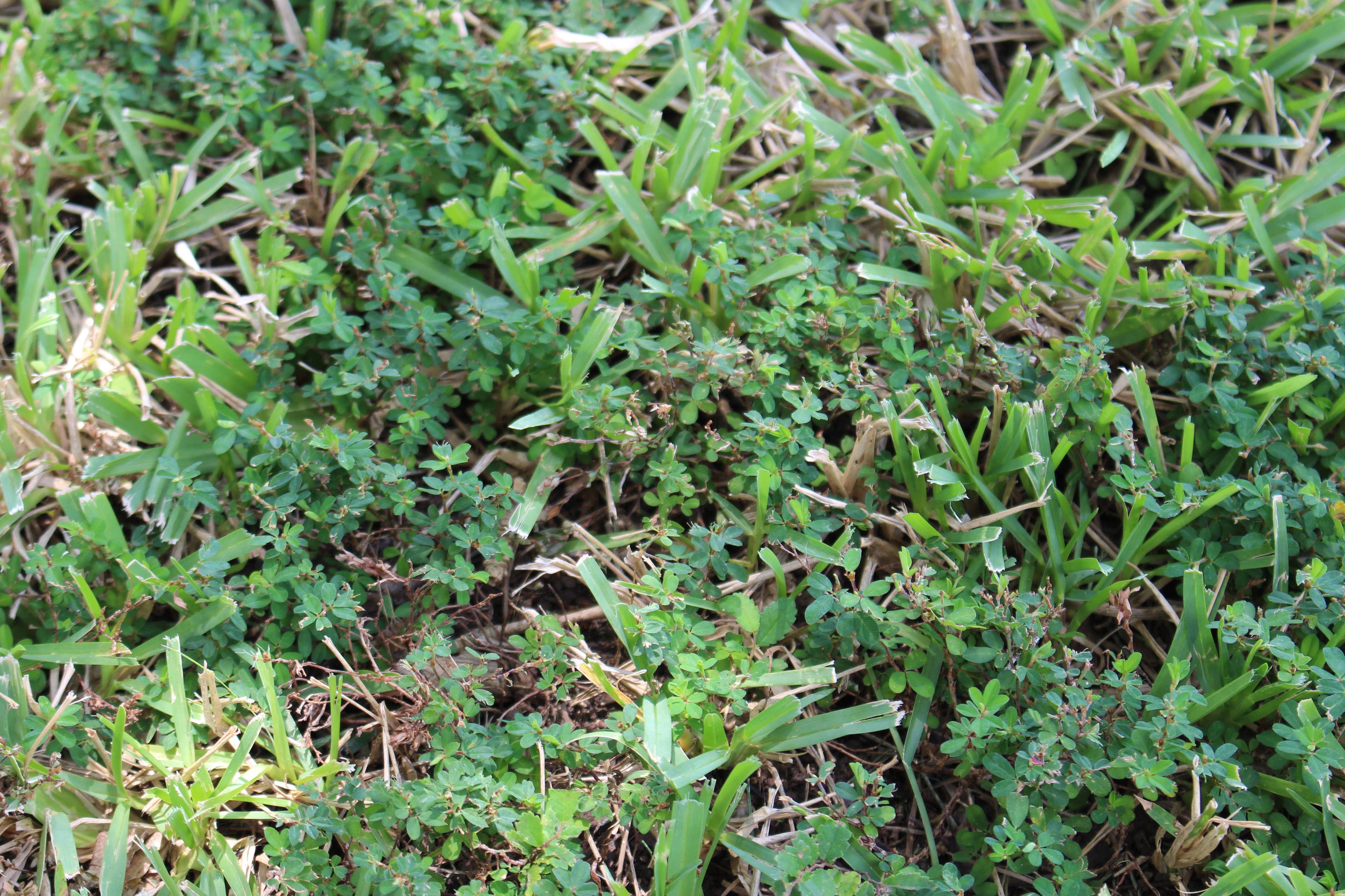 Picture of lawn with common lespedeza weeds.