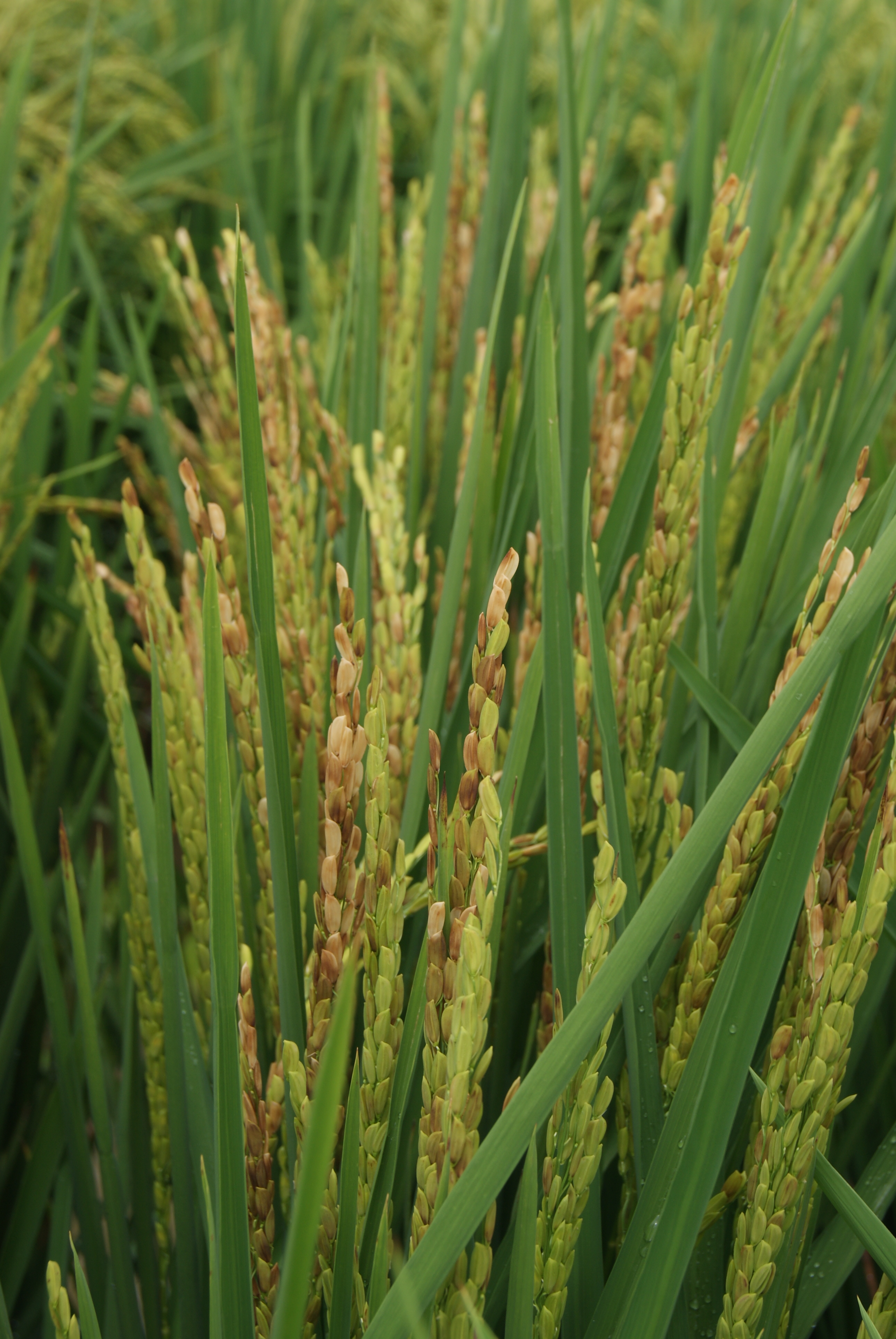 AgCenter researchers awarded grants totaling $1.5 million 