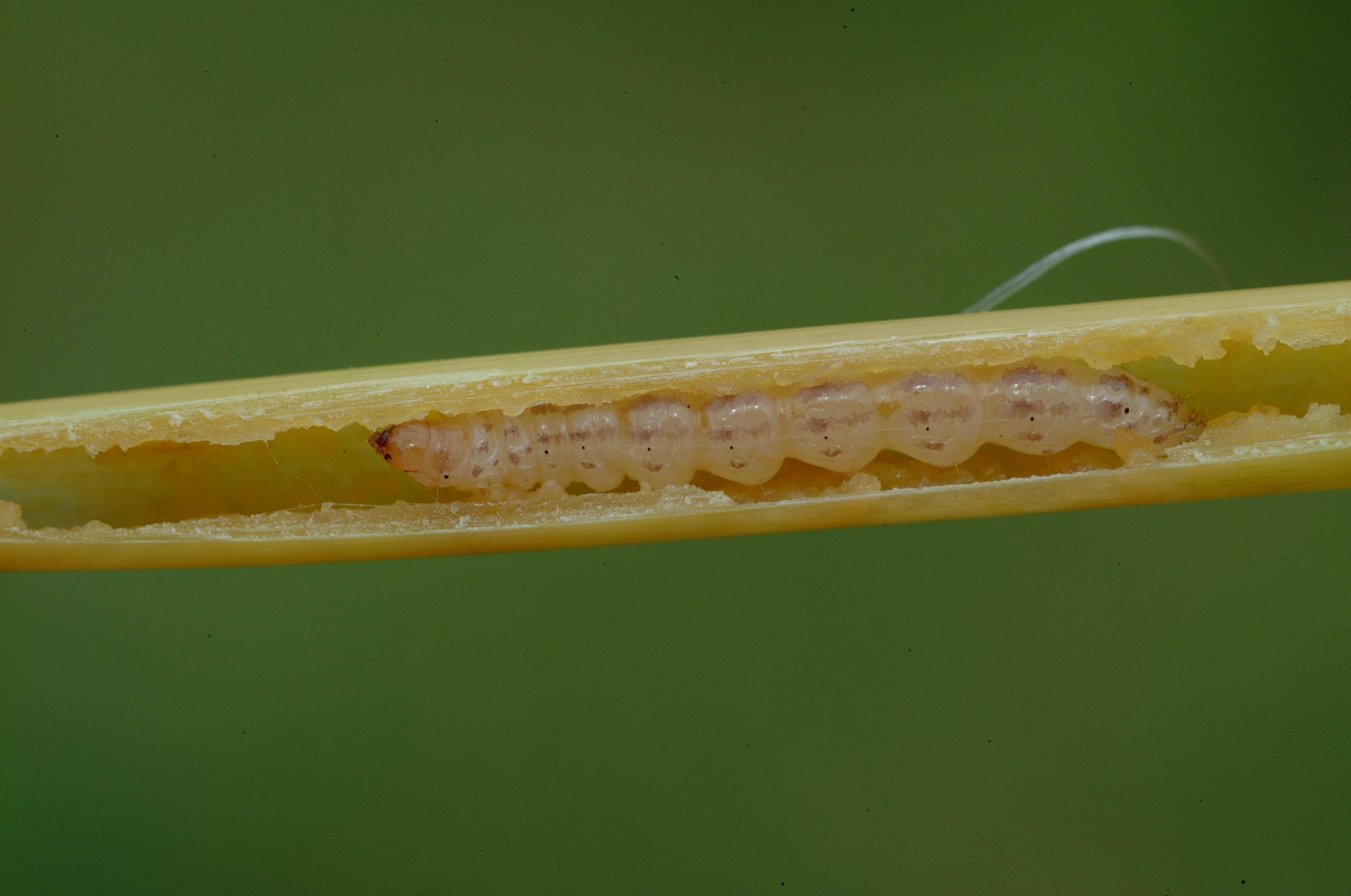 Mexican rice borer larva in rice stem.