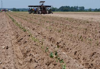 Louisiana farmers completing sweet potato planting