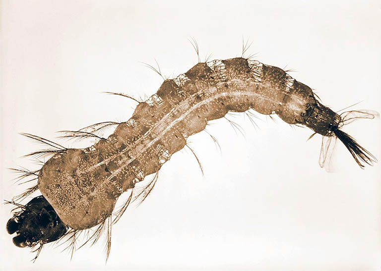 A close-up view of an insect larva with a segmented body and many small hair-like structures protruding from each segment. The head is positioned on the left side and the tail on the right.