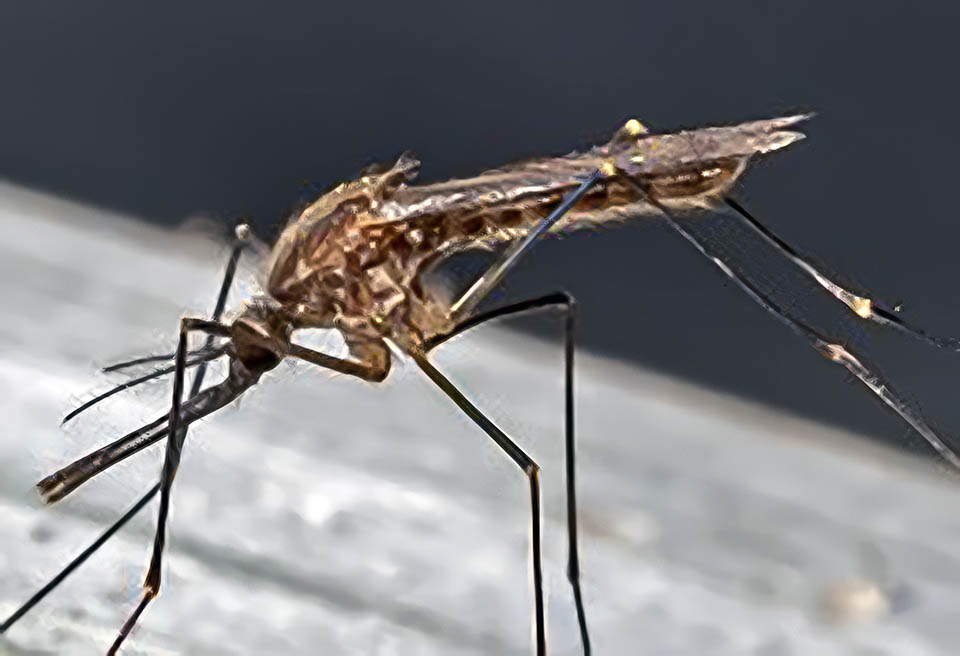 Anopheles quadrimaculatus, North American Malaria Mosquito (Diptera: Culicidae)