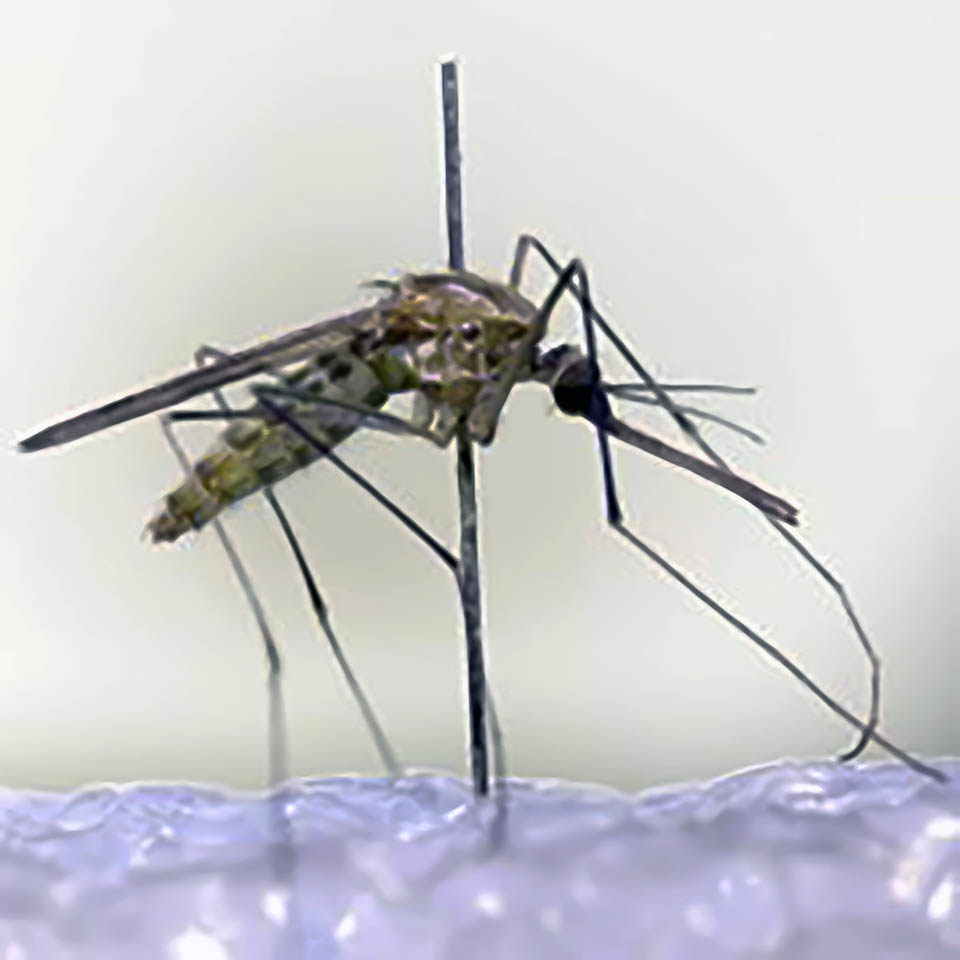 A close-up view of a mosquito pinned through its thorax on a white surface, likely for scientific study or display. The background is blurred to emphasize the insect and the pin.
