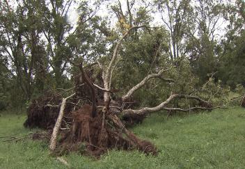 Tropical systems damage Louisiana's pecan crop