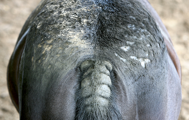Insect Bite Hypersensitivity in Horses