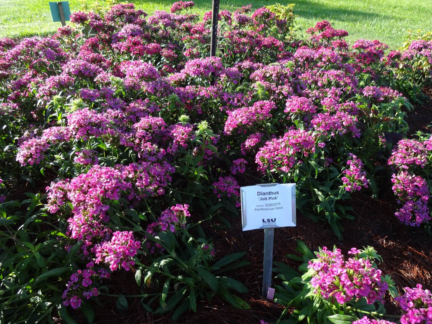 Jolt dianthus