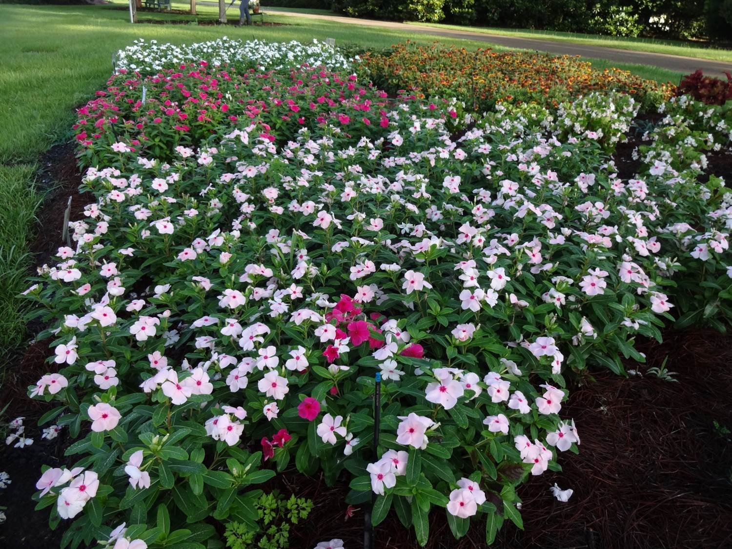 LSU AgCenter names top bedding plants in 2015 trials