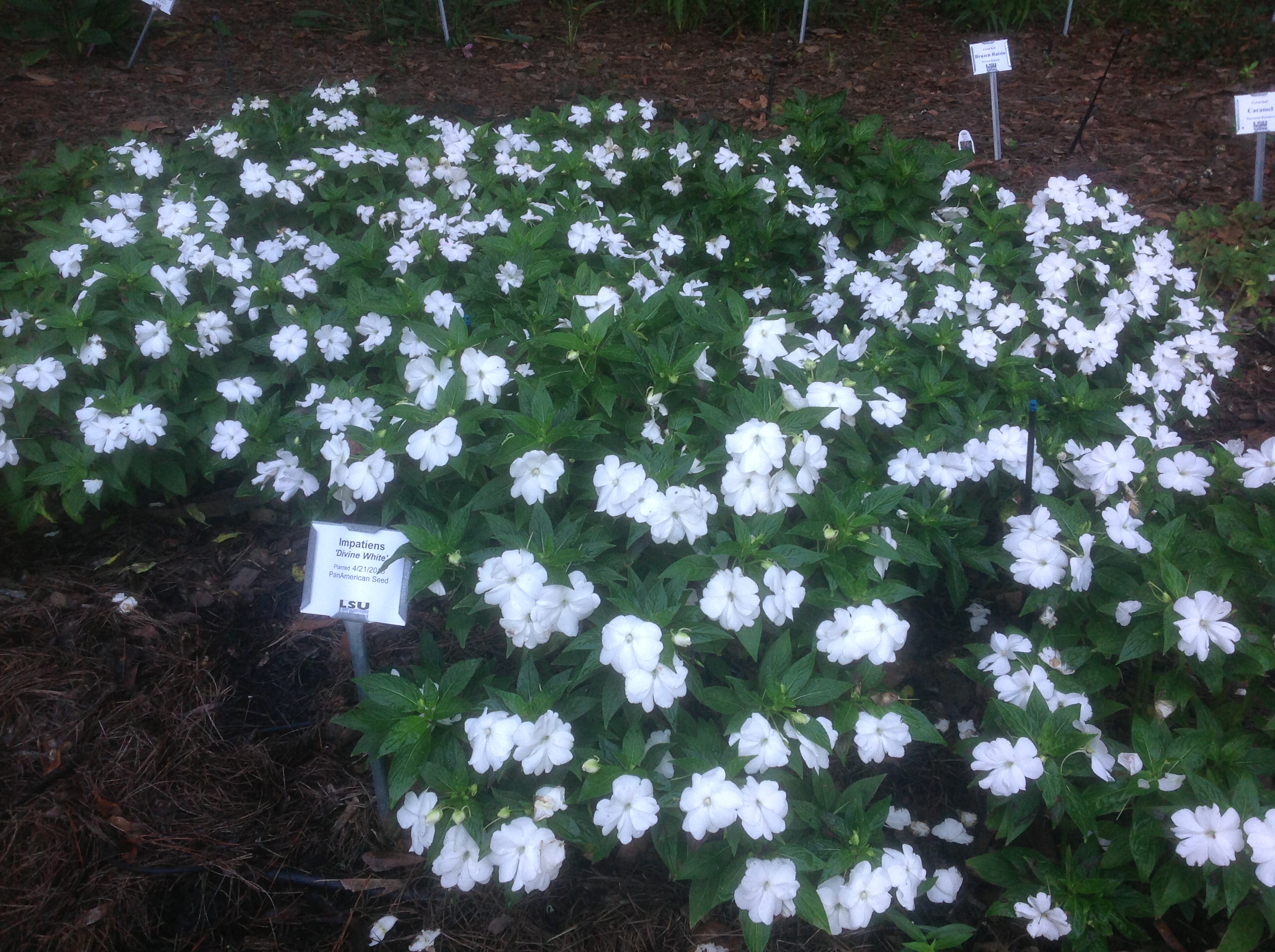 Divine series of New Guinea impatiens