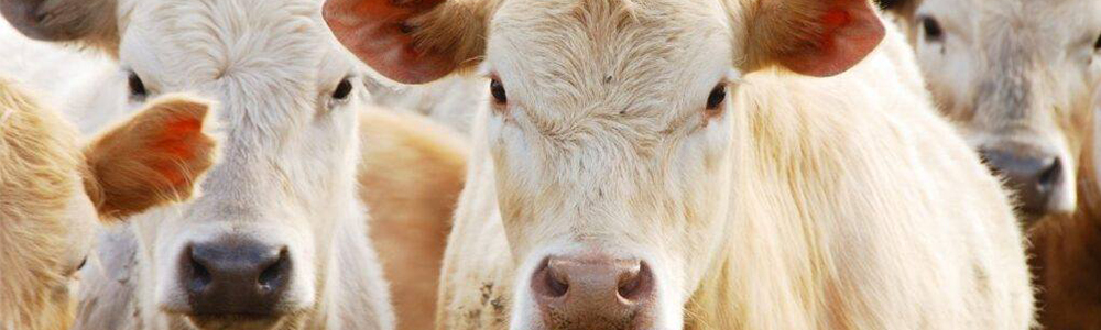 A herd of white cattle.