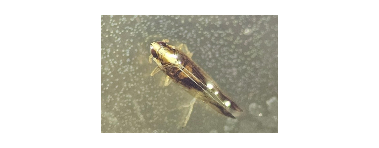 Rice delphacid