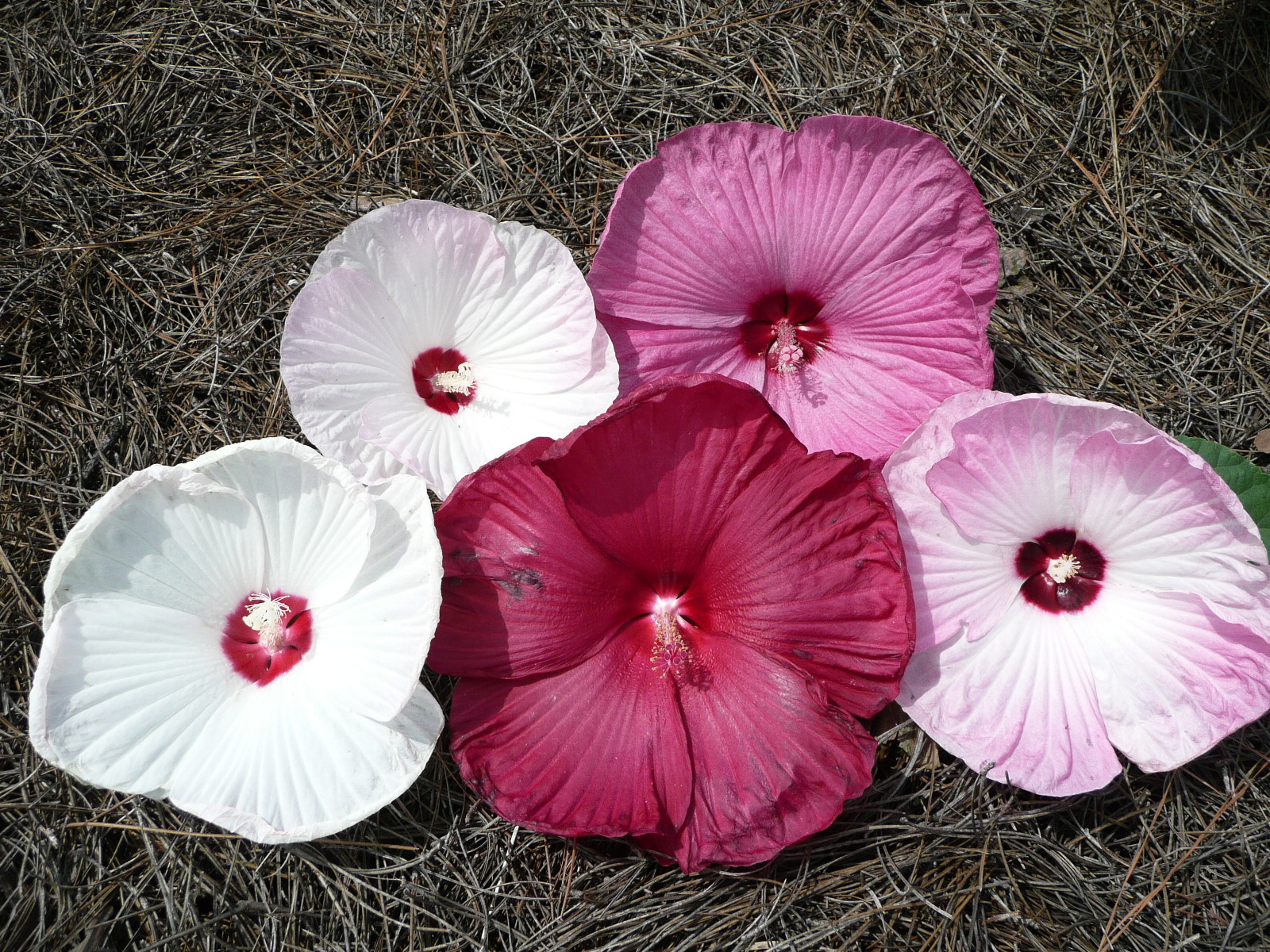 Luna Hibiscus – Ornamental Plant of the Week for May 11, 2015