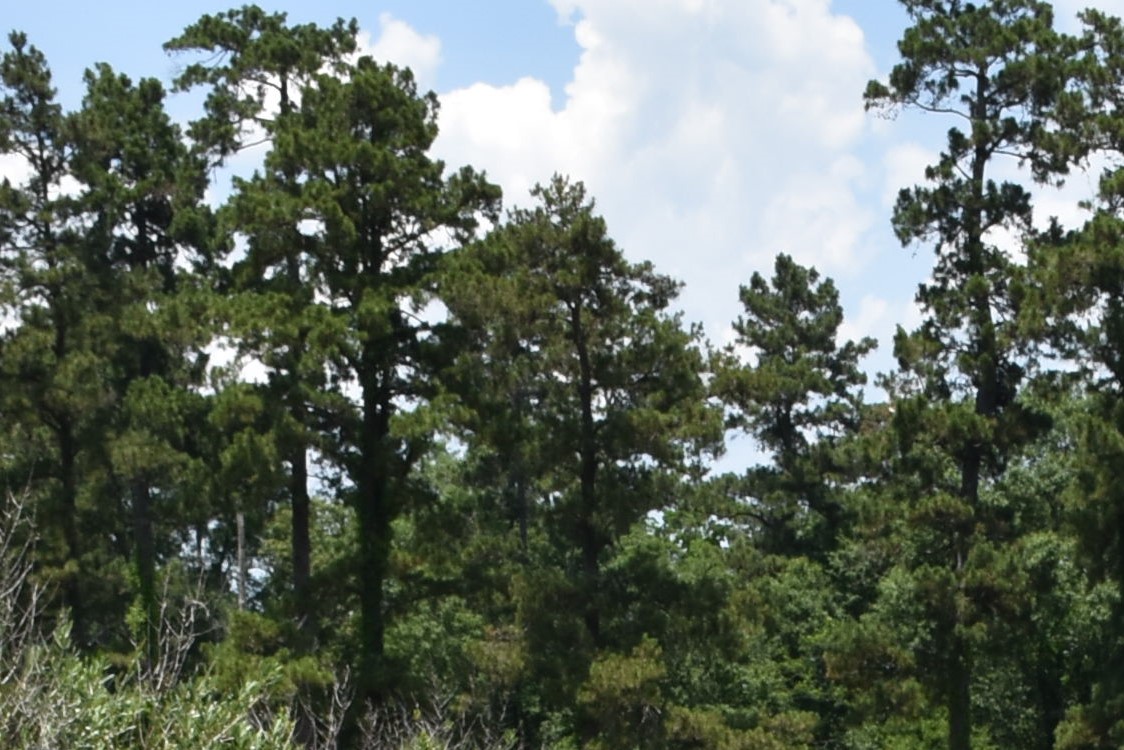 Forestry forum to be held Feb. 18 in Hammond