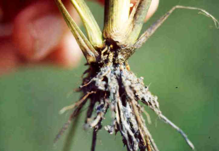 Crown Rot Bacteria
