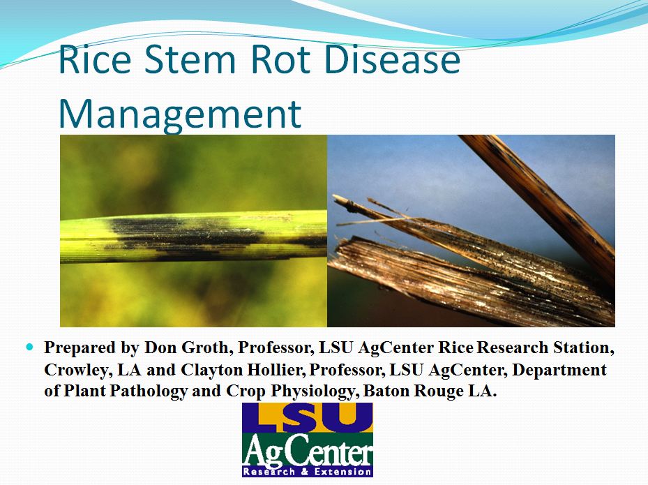 Rice Stem Rot Disease Management 2012
