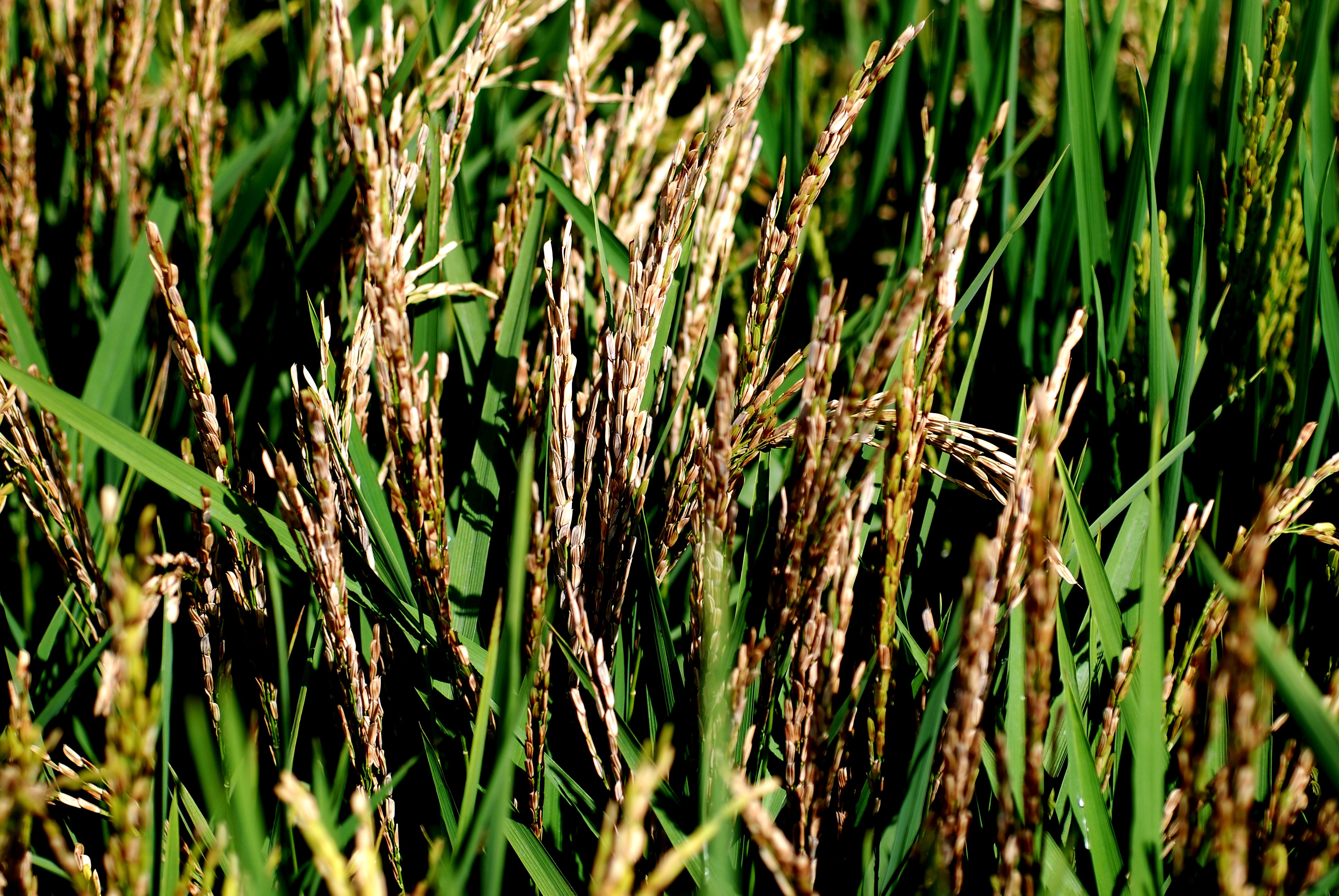Severe Bacterial Panicle Blight Infection
