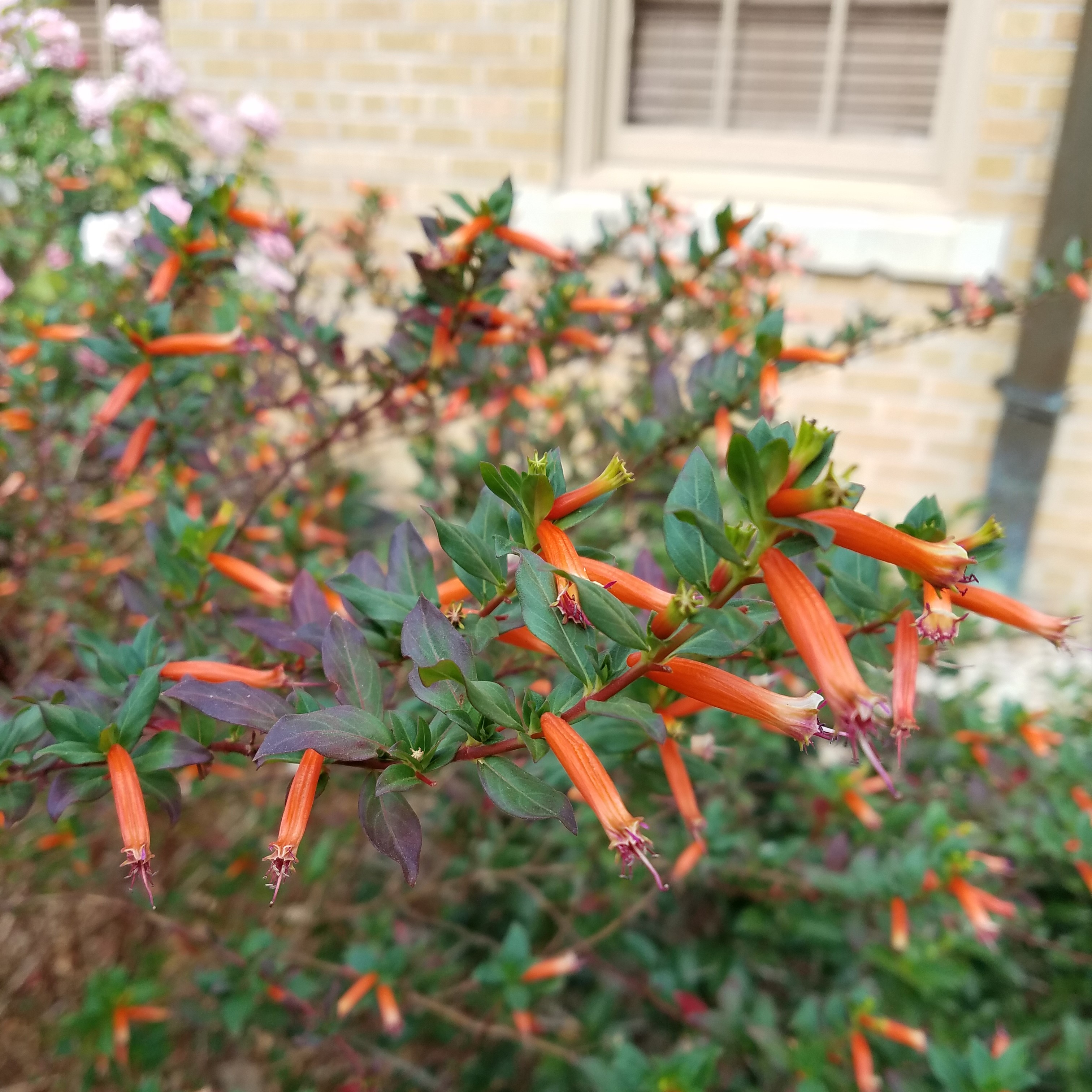 Sometimes, Gardening is for the Birds