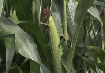 Row crops, Louisiana Super Plants and youth activities featured at AgCenter expo