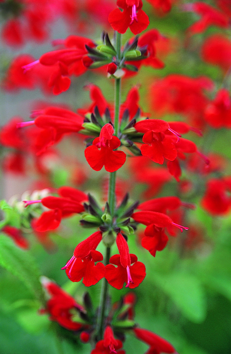 Summer Jewel Red salvia