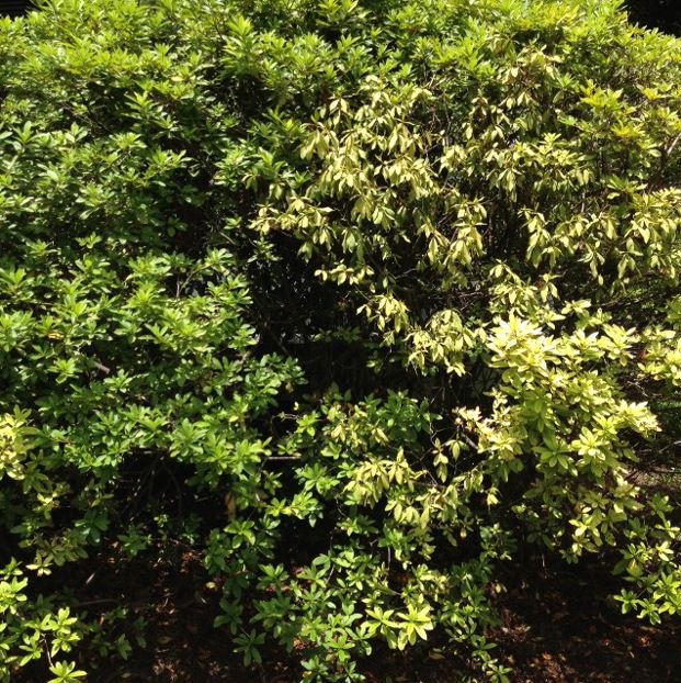 Azaleas Showing Symptoms of Root Rot