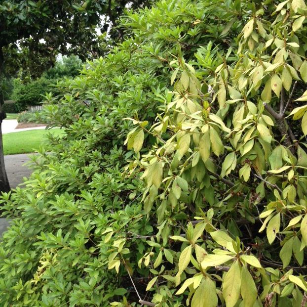 Picture of Azaleas Showing Symptoms of Root Rot