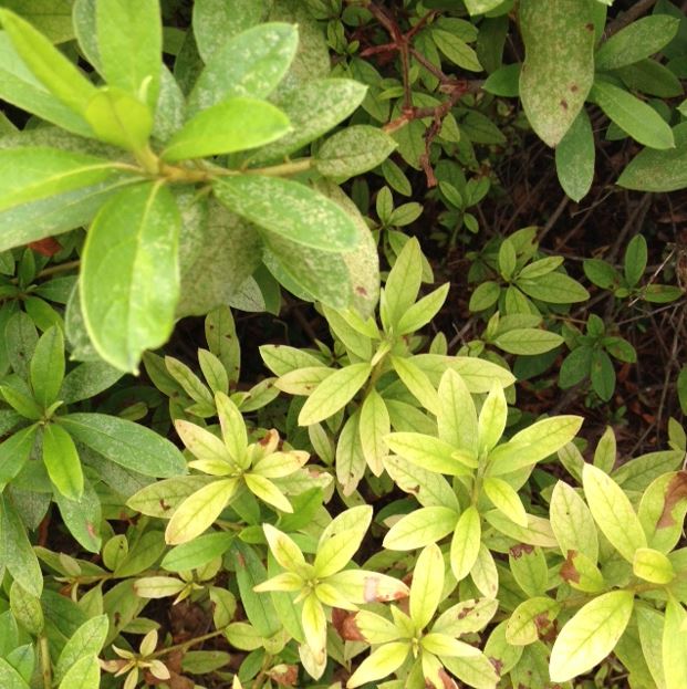 Picture of Azaleas Showing Symptoms of Root Rot