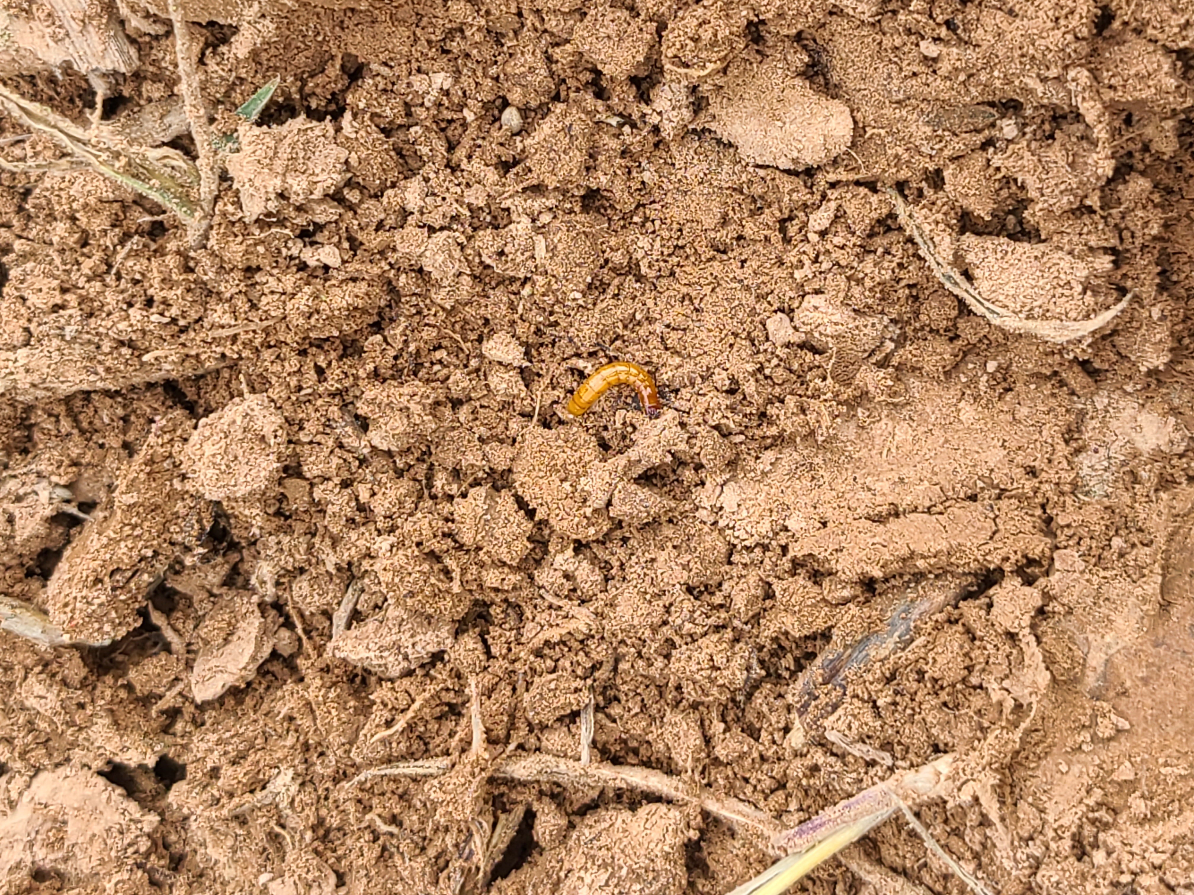 When Cold Springs Bring Hot Problems: Wireworm Infestation in Corn Prevalent This Year
