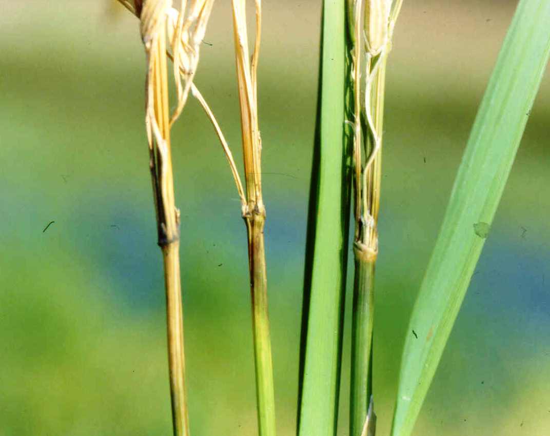 Bacterial Panicle Blight