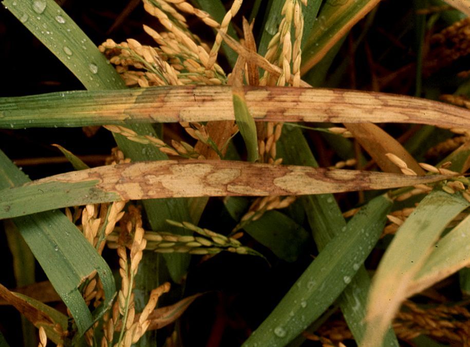 Rice Disease Control Project