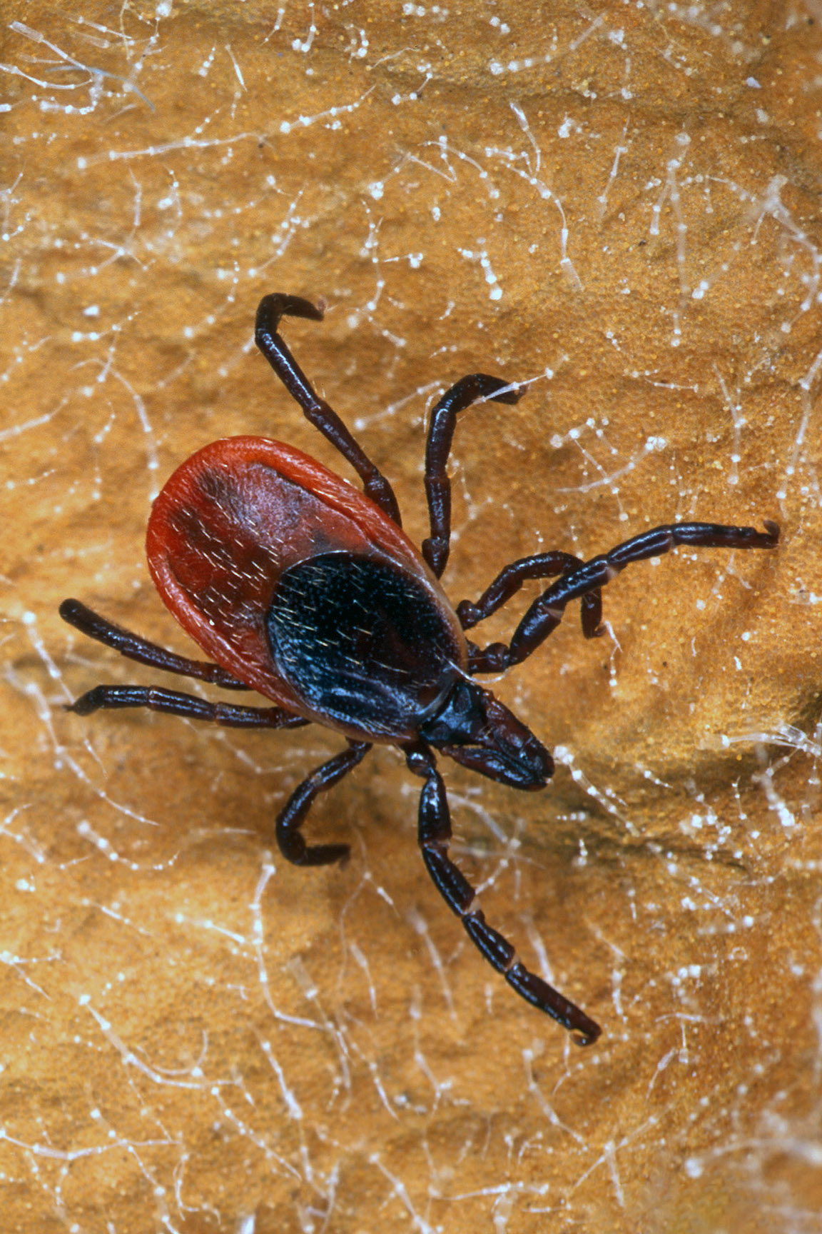 Ixodes scapularis, Eastern Blacklegged Tick (Ixodida: Ixodidae)