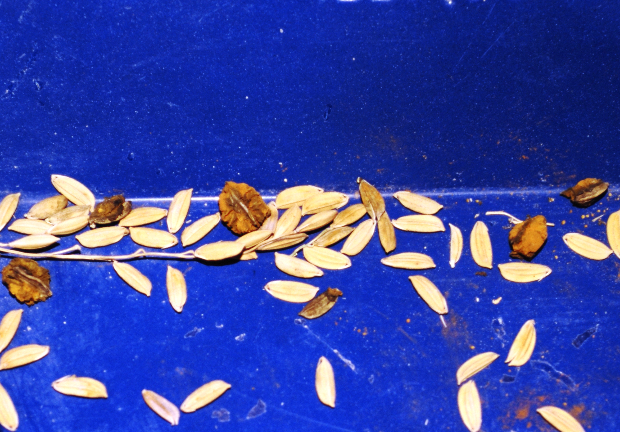 False Smut Galls Removed
