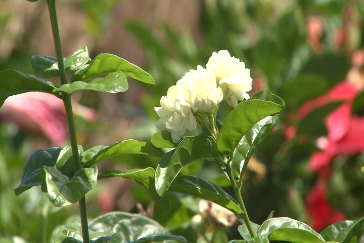 Jasmine adds pleasing fragrance to gardens