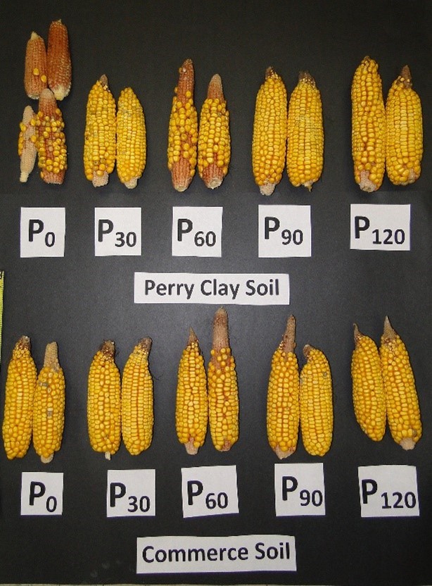 Phosphorus Nutrition on Corn: Its Essentiality, Supply and Management Practices 