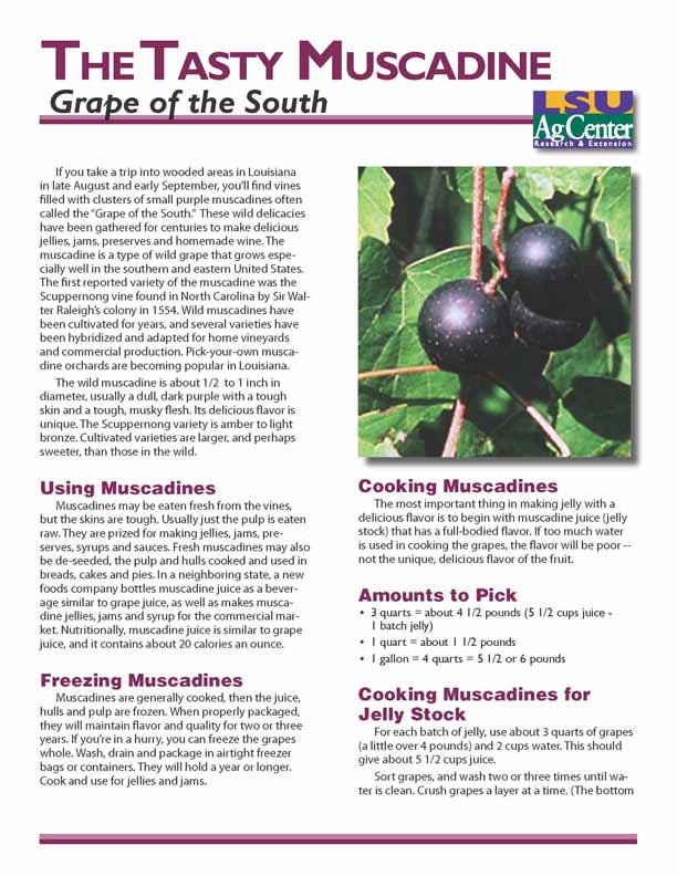 The Tasty Muscadine - Grape of the South