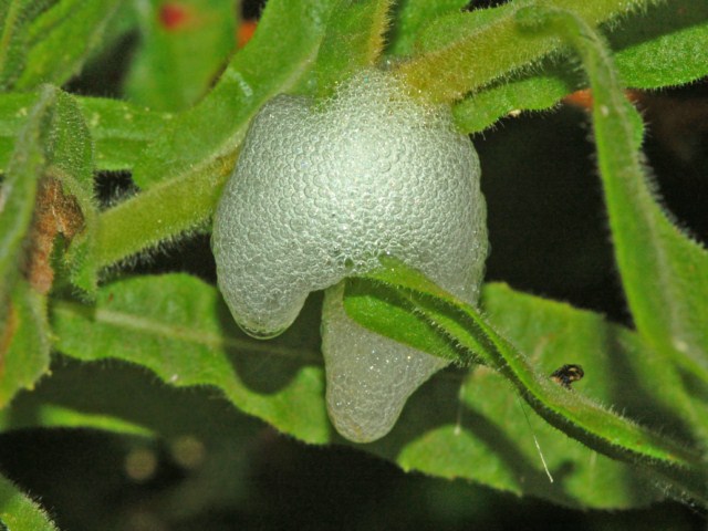 Prosapia bicincta, Two-lined Spittlebug (Hemiptera: Ischnorhinidae)