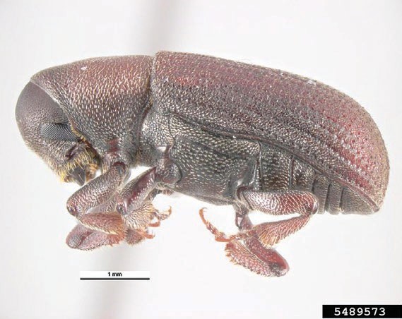 fig2jpg