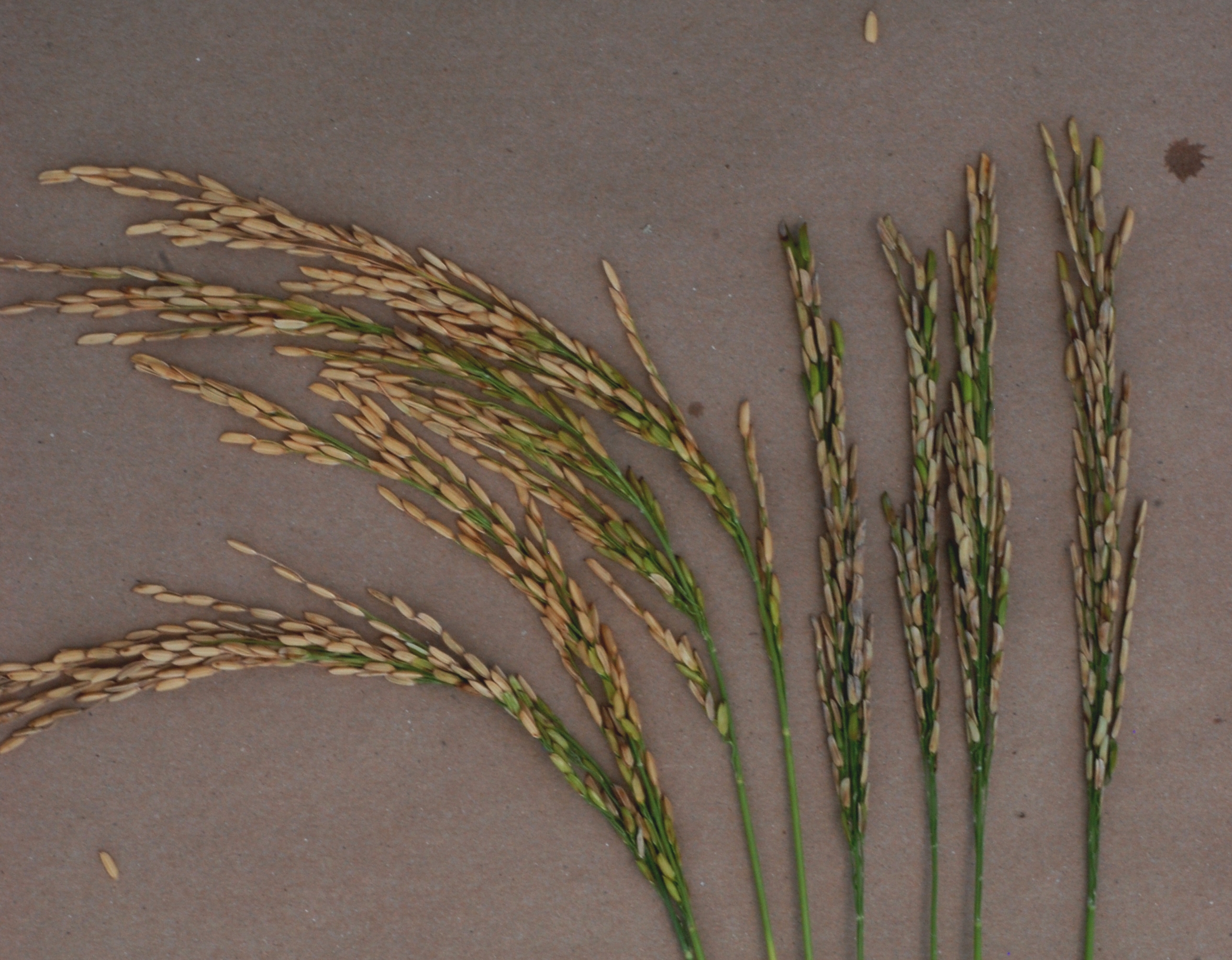 Late Head Infection Compared With A Healthy Head