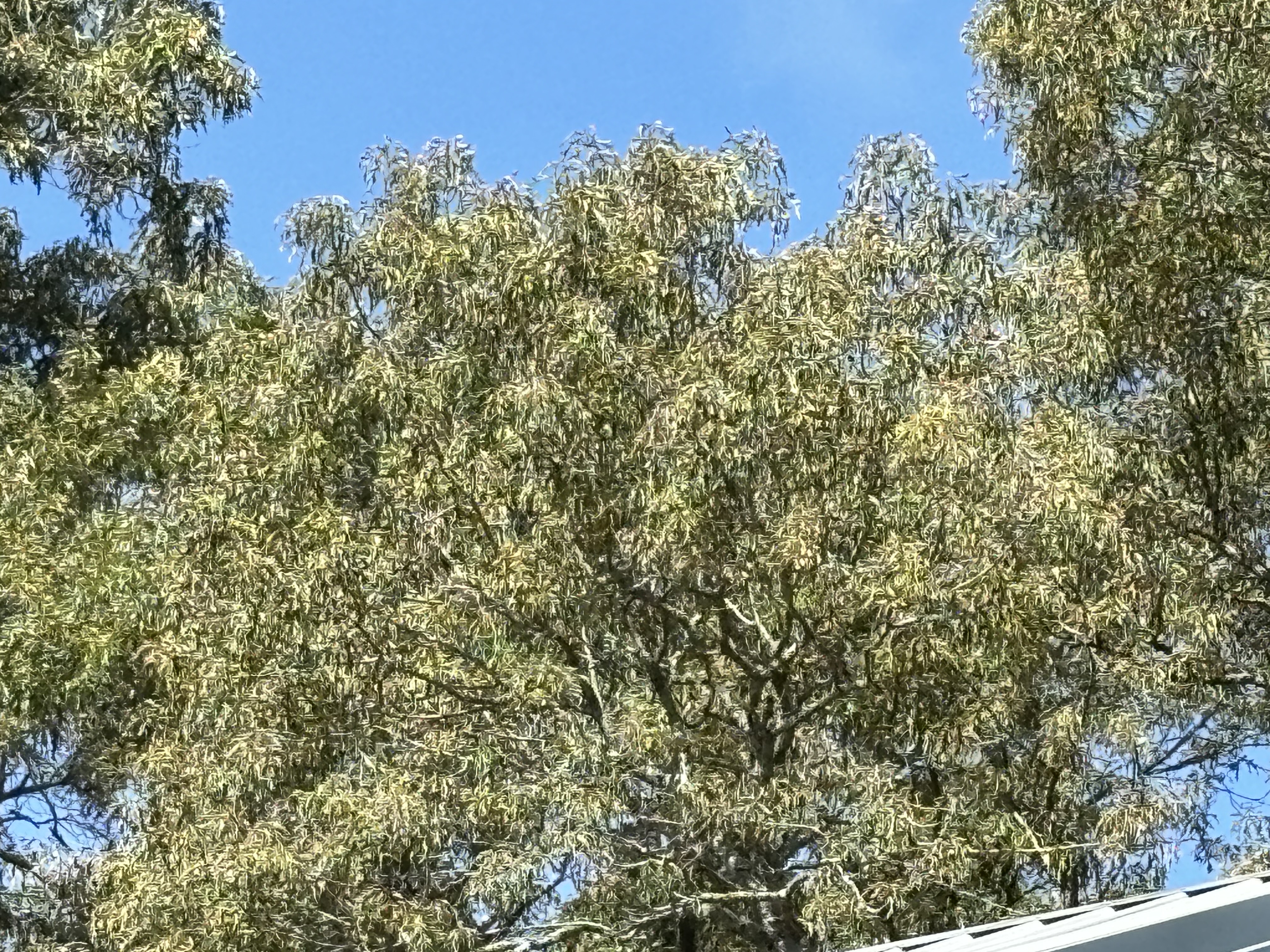 LSU AgCenter plant doctor says recent southern red oak tree symptoms are unlikely to be oak wilt