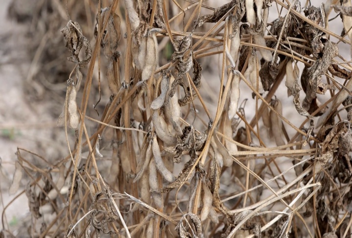 Louisiana soybean harvest disappointing to most farmers