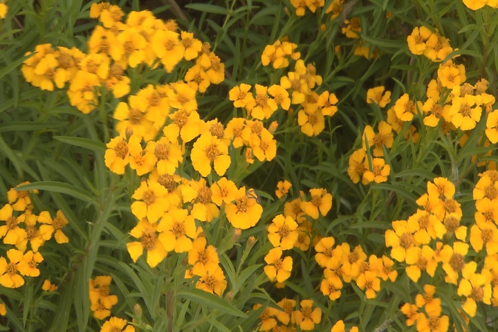 Mexican tarragon combines beauty and flavor