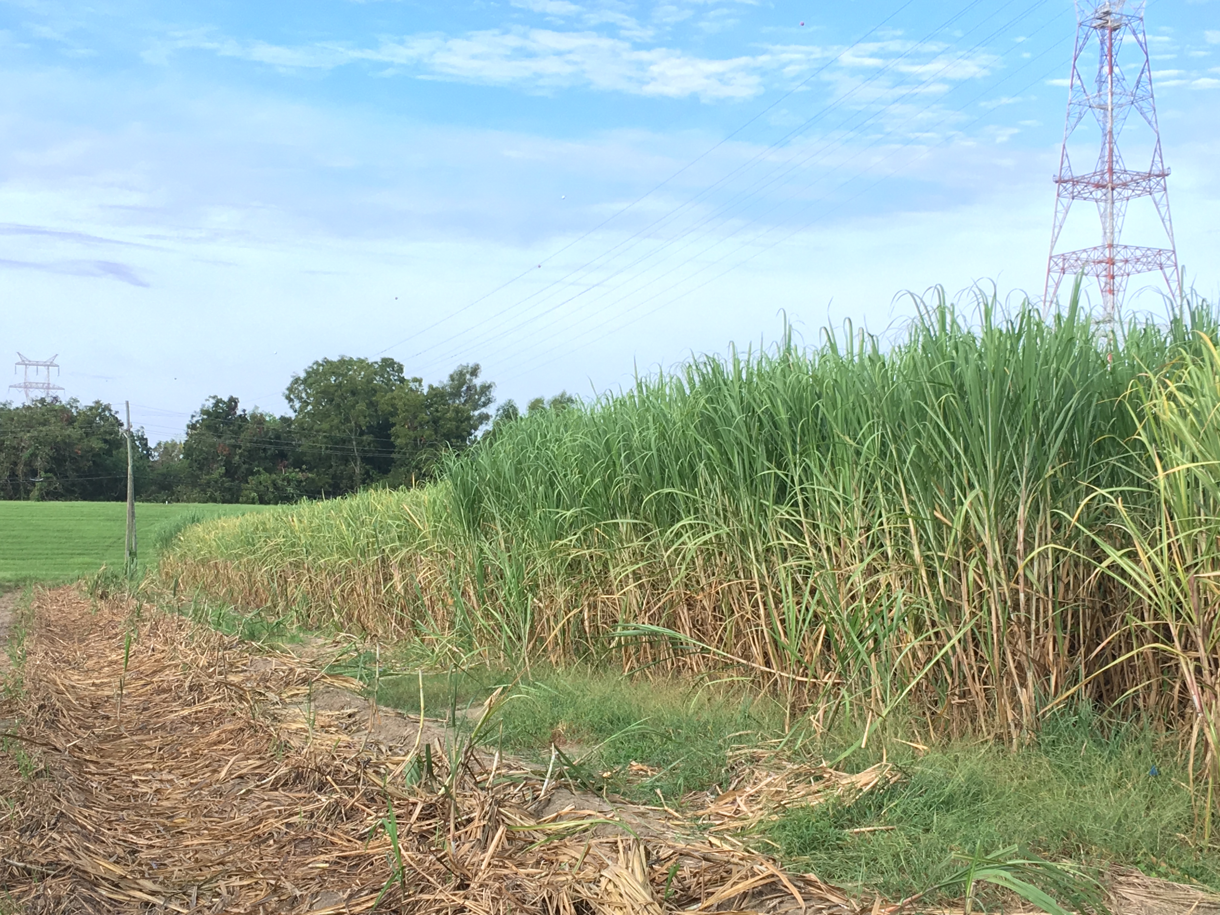 Sugarcane with the yellowed canopy in the background.