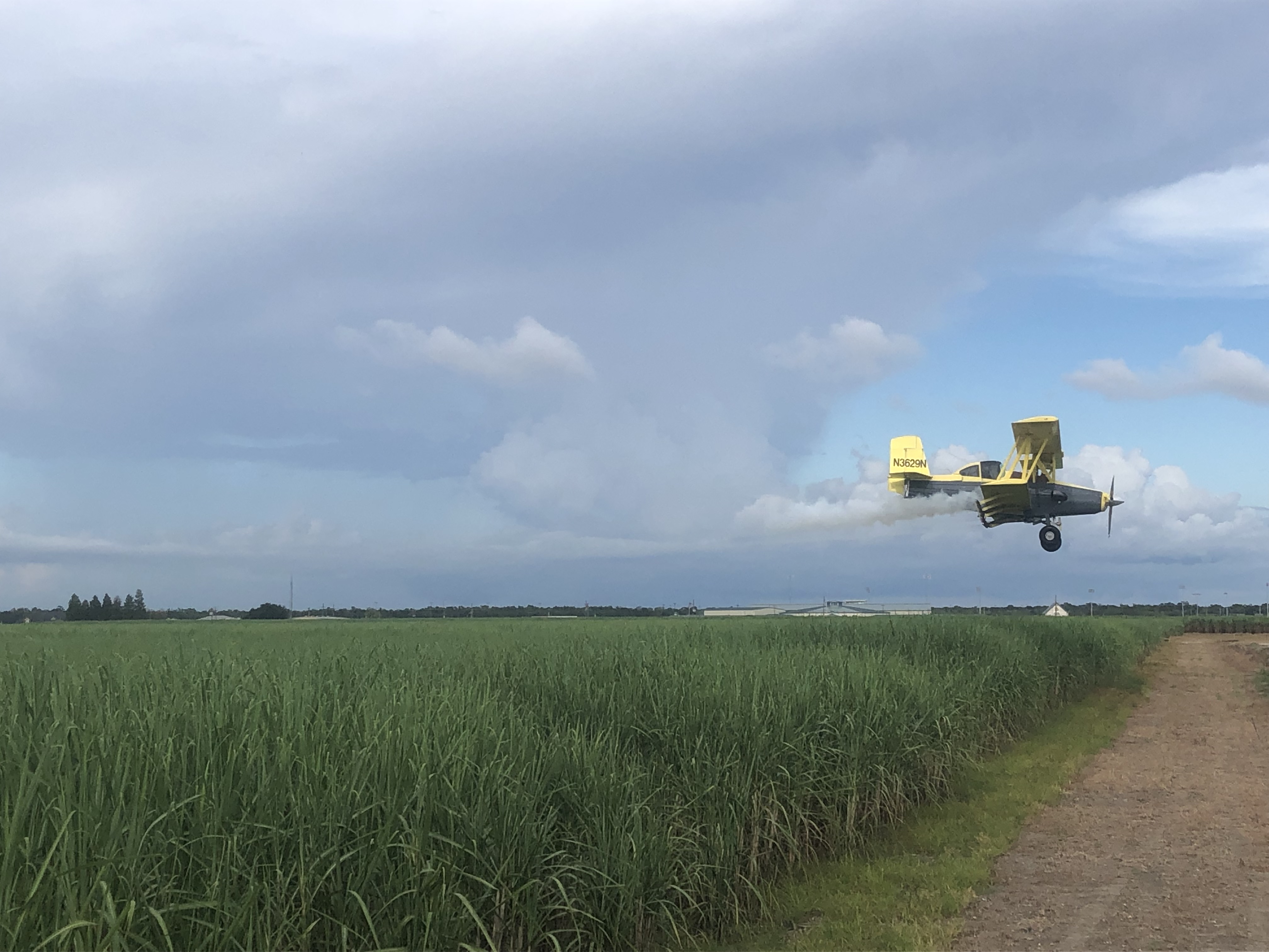 A yellow airplane flies over a sugarcane field dispensing the chemical spray.