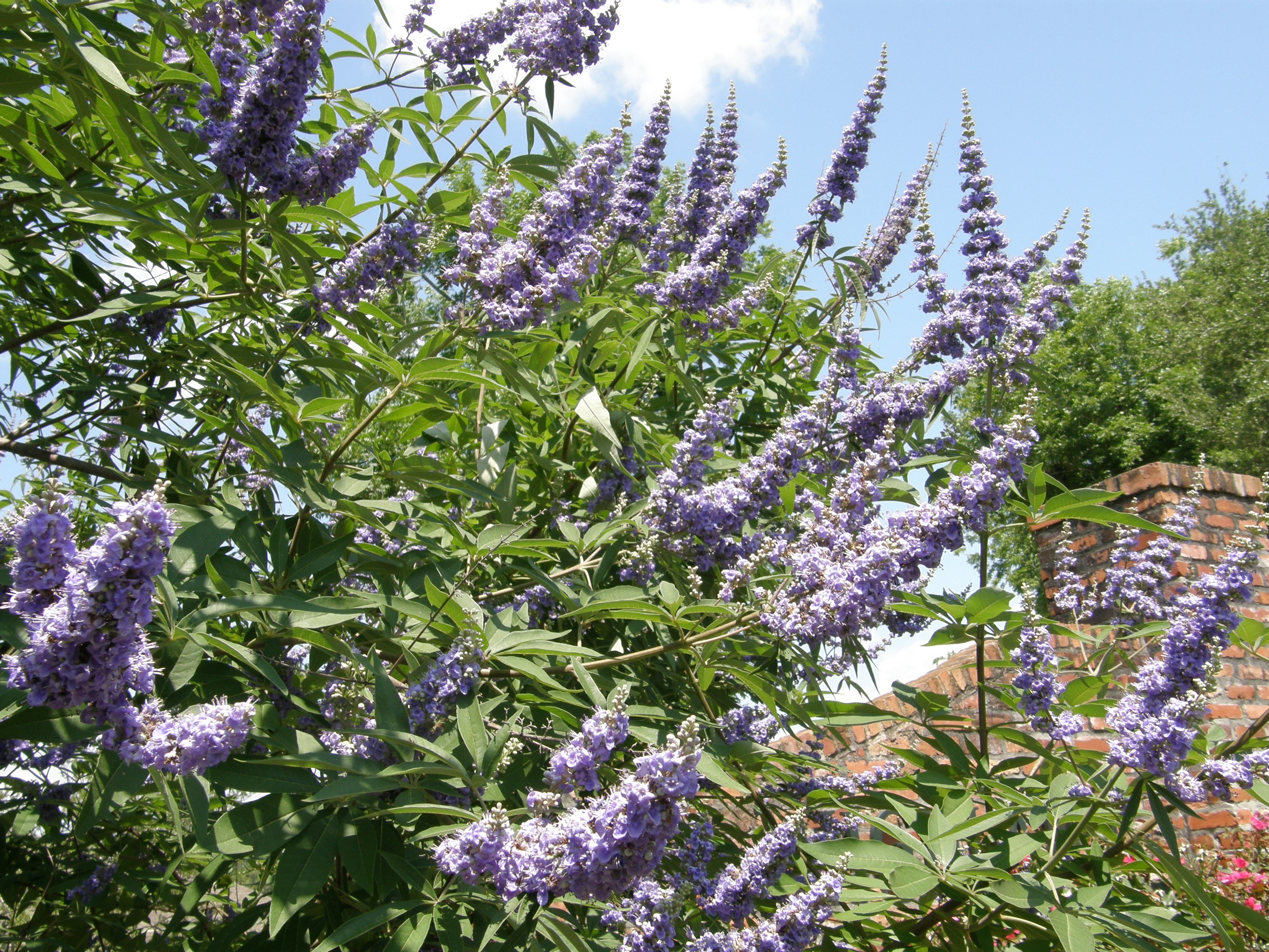 Vitex Shoal Creek