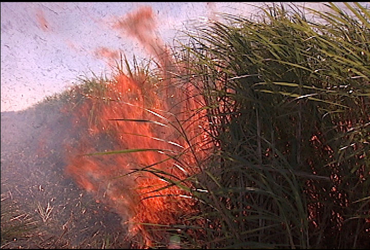 Researchers search for better burn for sugarcane
