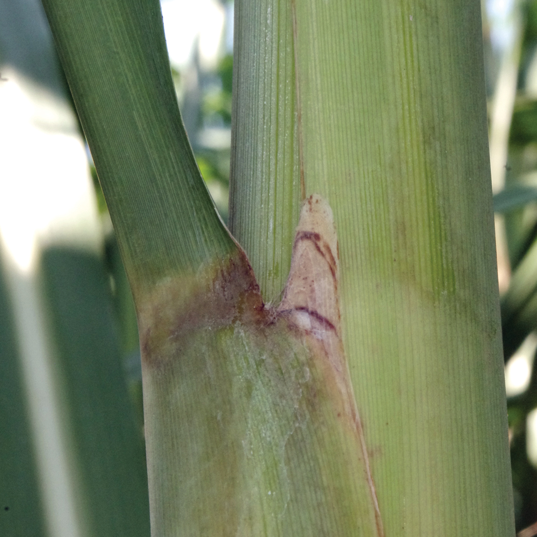 Auricle – Ranges from none to medium in length (usually green compared to necrotic in L 99-226).