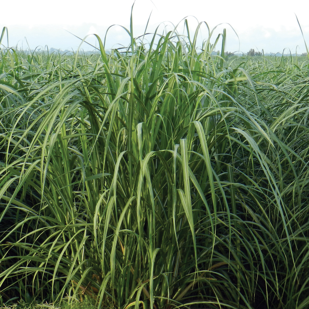 Dense green sugarcane canopy with upright leaves forming a thick stand in a field.