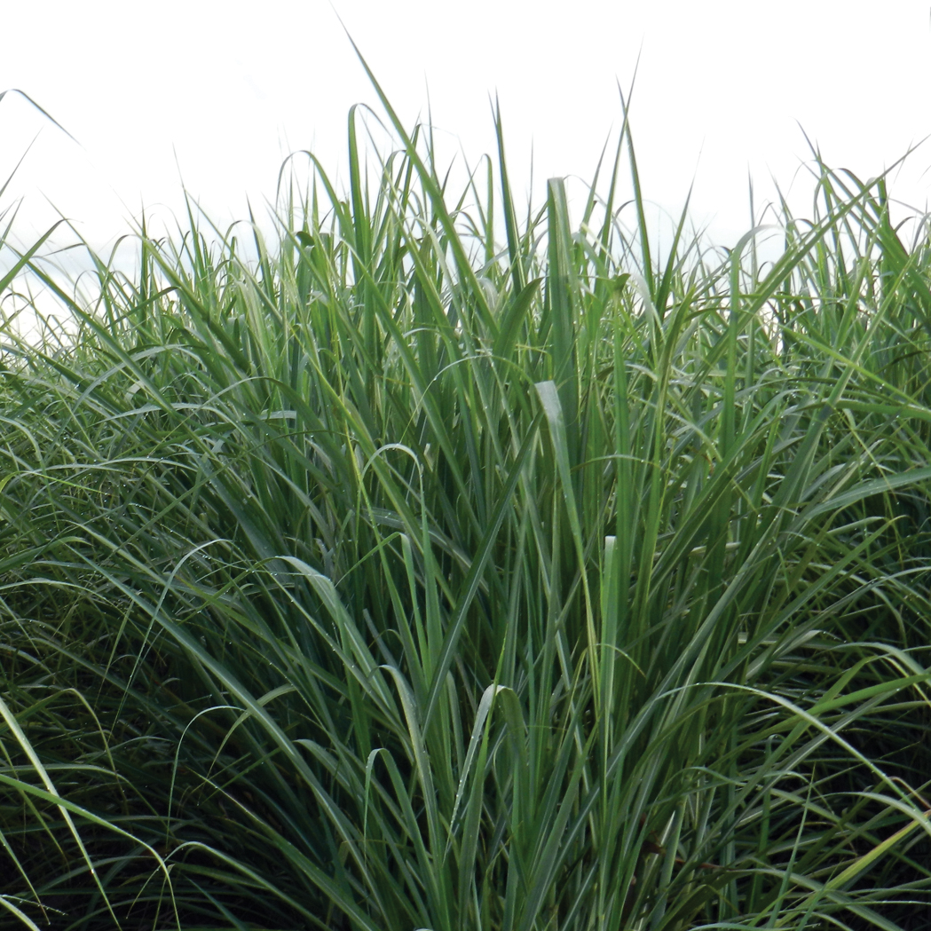 Canopy – Erect; slightly more erect and darker green than HoCP 96-540 and HoCP 04-838.