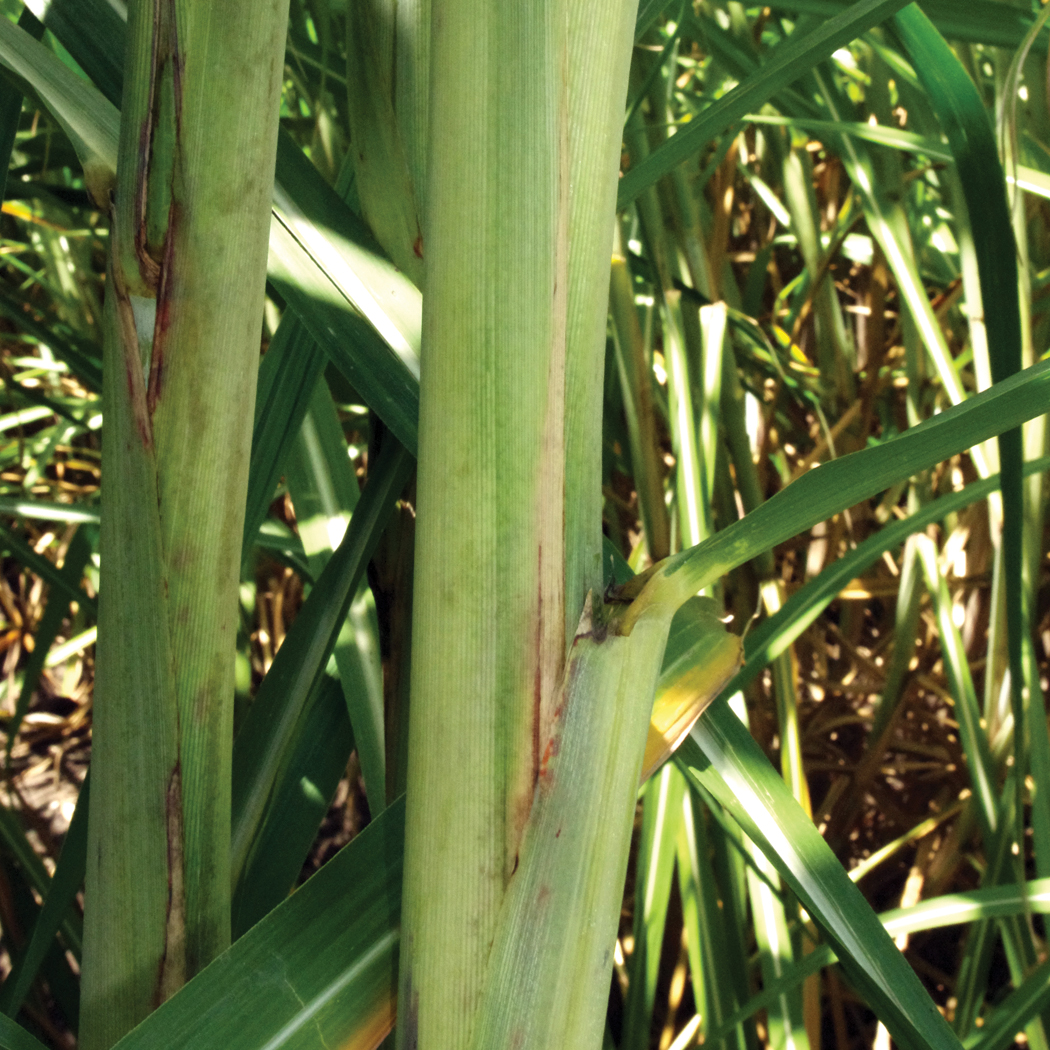 Leaf sheath margin – Slightly necrotic leaf sheath margin.