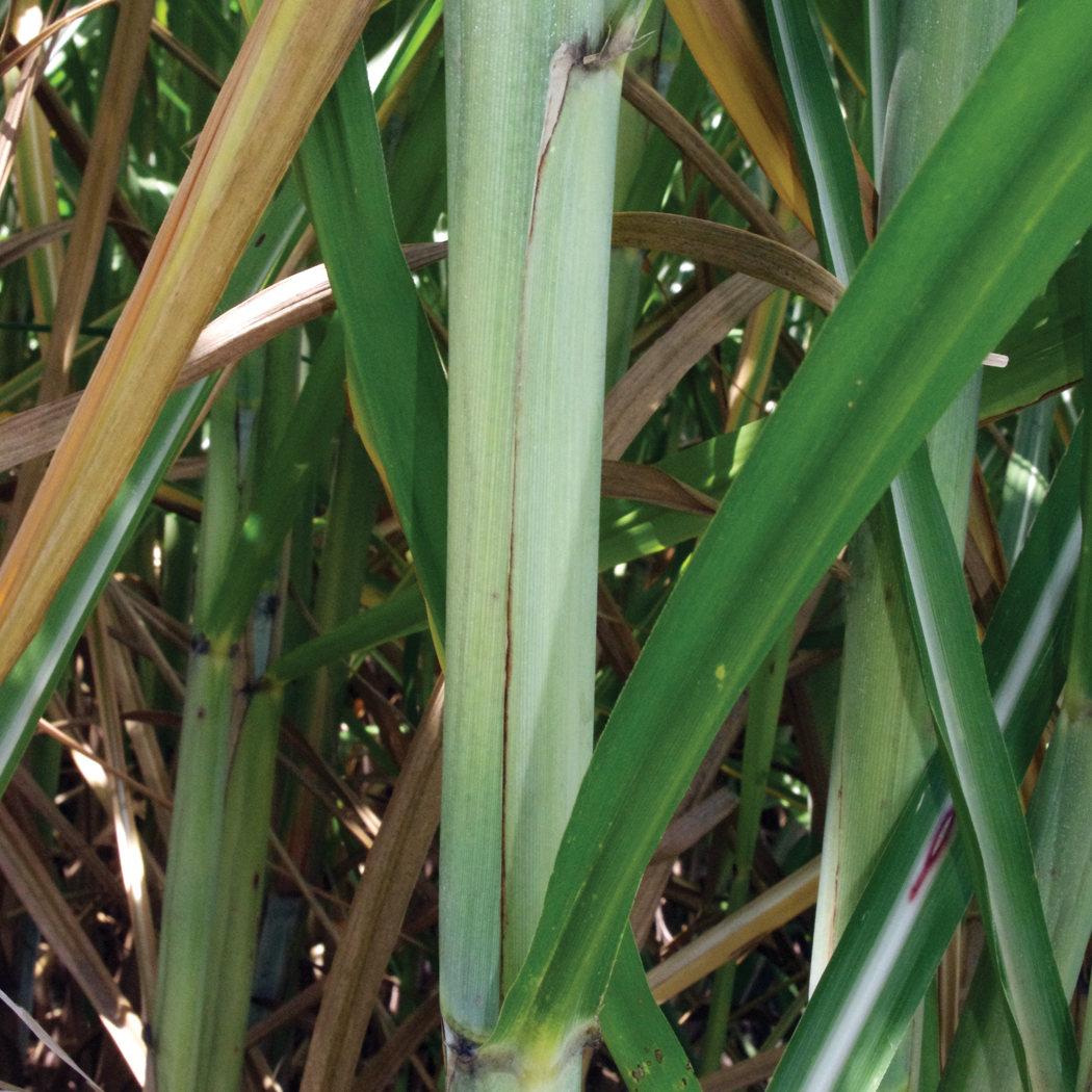 Leaf sheath margin – Green with some thin purple margin edge occasionally.