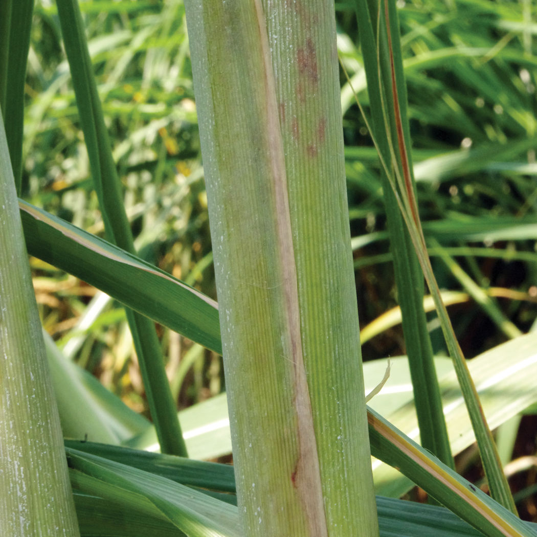 Leaf sheath margin – Necrotic leaf sheath margin.